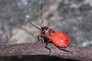 Pale Cotton Stainer Bug (Dysdercus sidae)